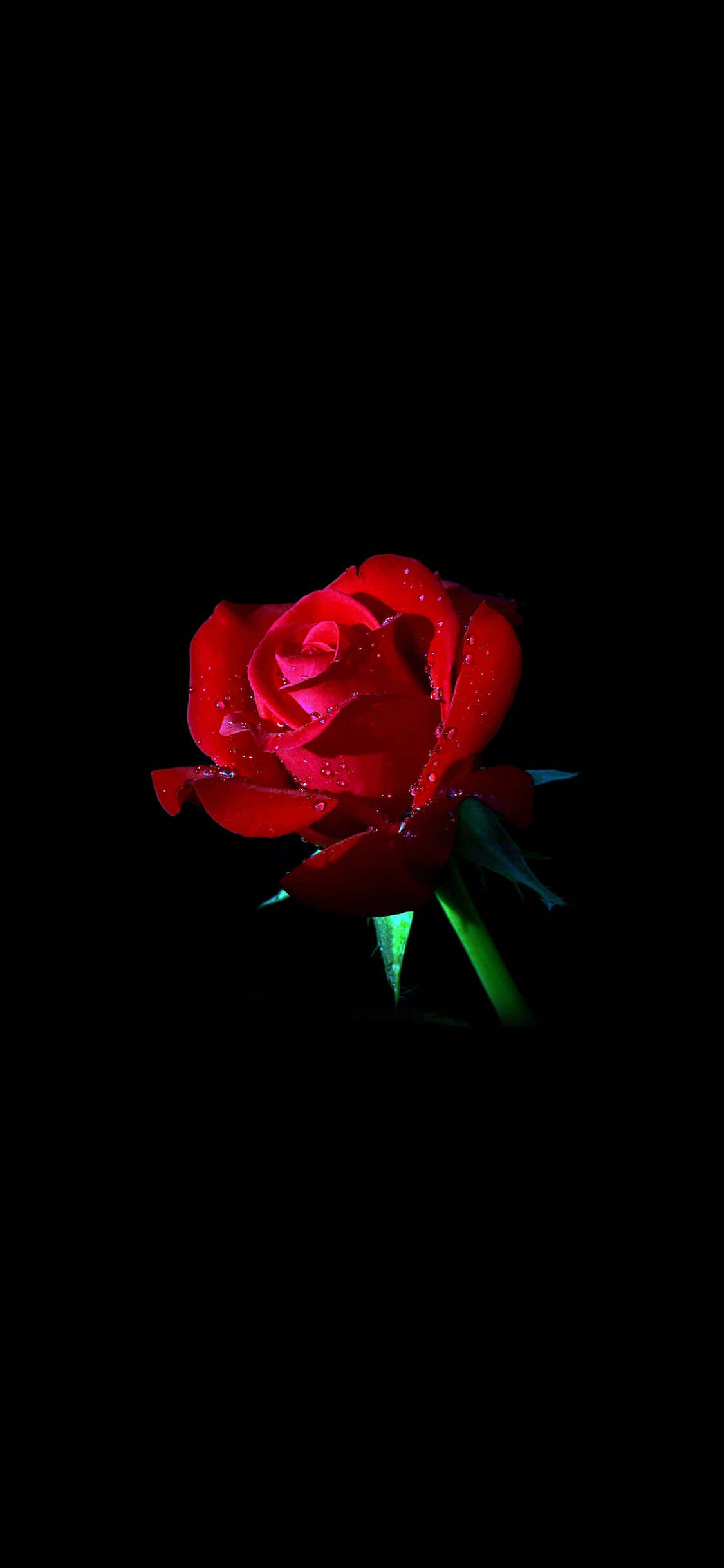 سیاہ پس منظر پر ایک سرخ گلاب وال پیپر
