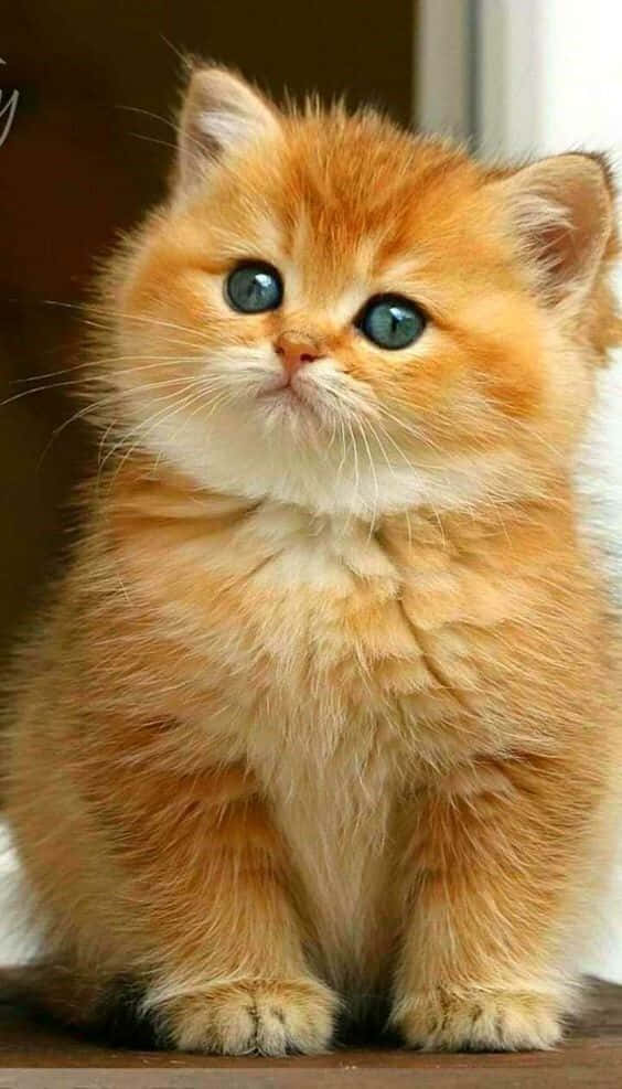 شاندار بلی کی خوبصورتی ہائی ڈیفینیشن میں وال پیپر