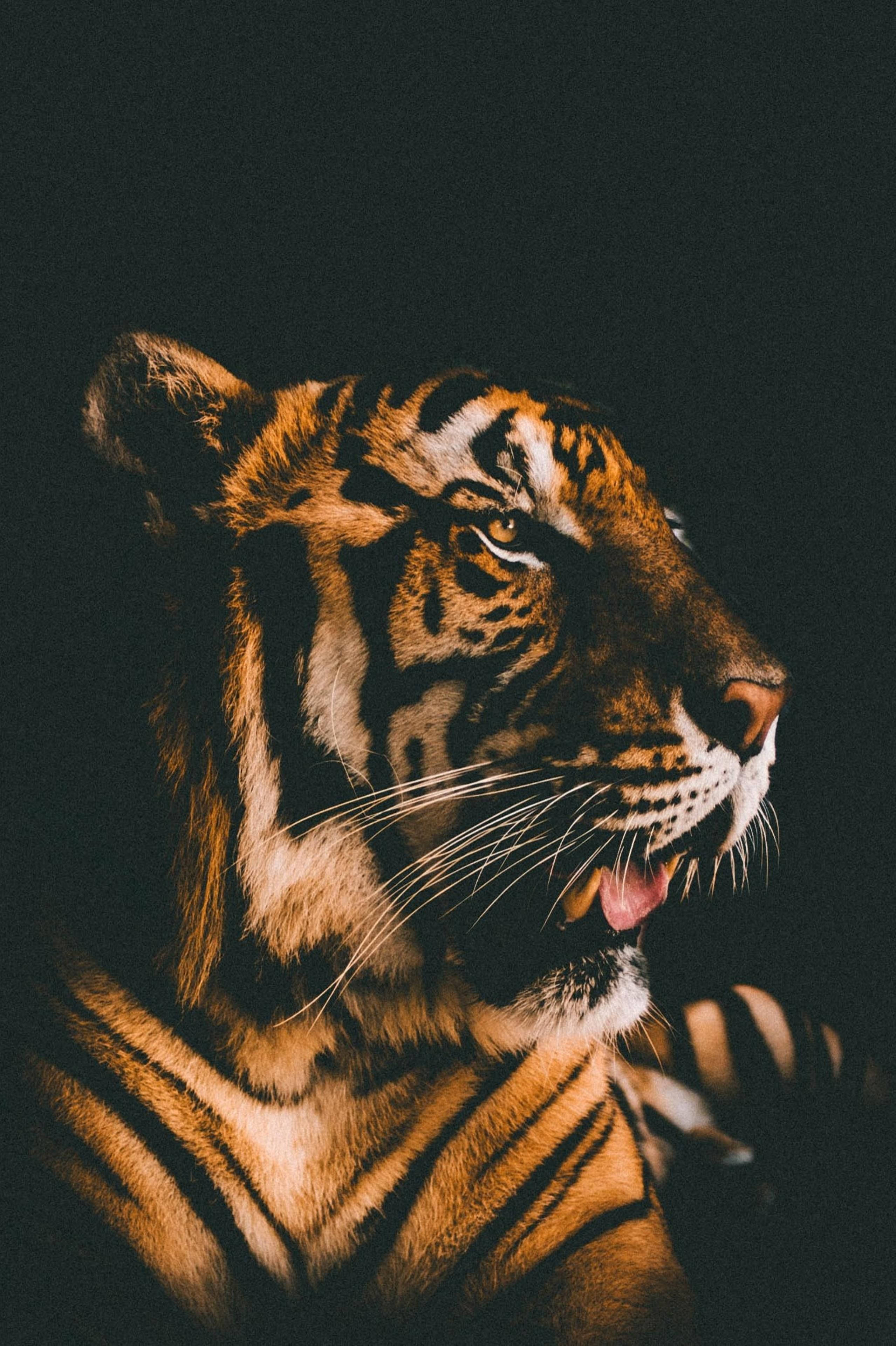 شاندار ہریماو فلم فلٹر وال پیپر