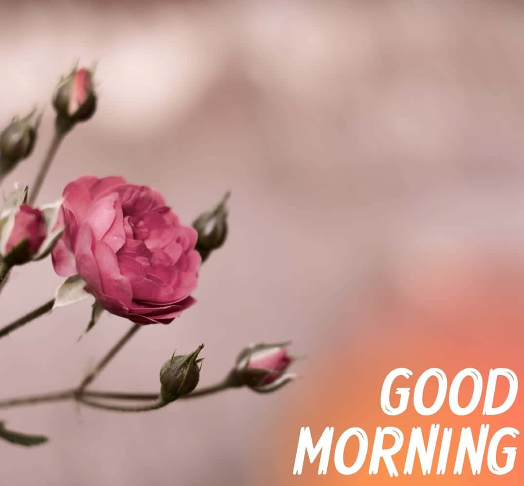 صبح کے پھول گلابی سرمئی وال پیپر
