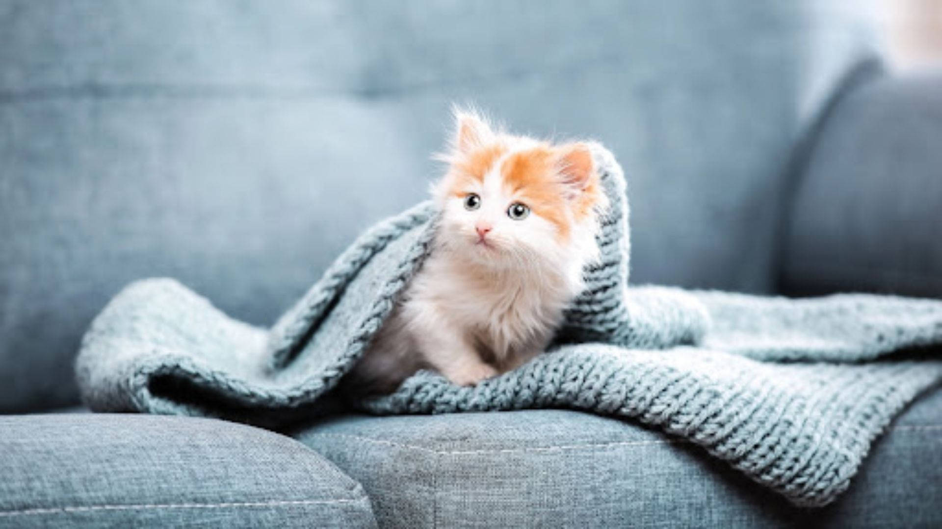 صوفے پر بیٹھی خوبصورت بلی وال پیپر
