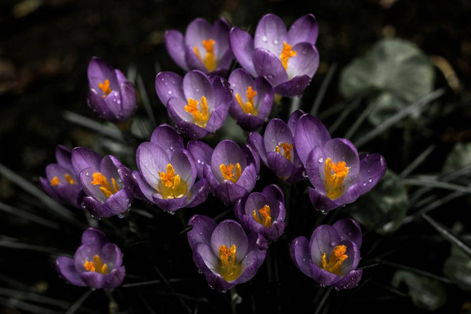 لیوینڈر جمالیاتی کروس پھول وال پیپر