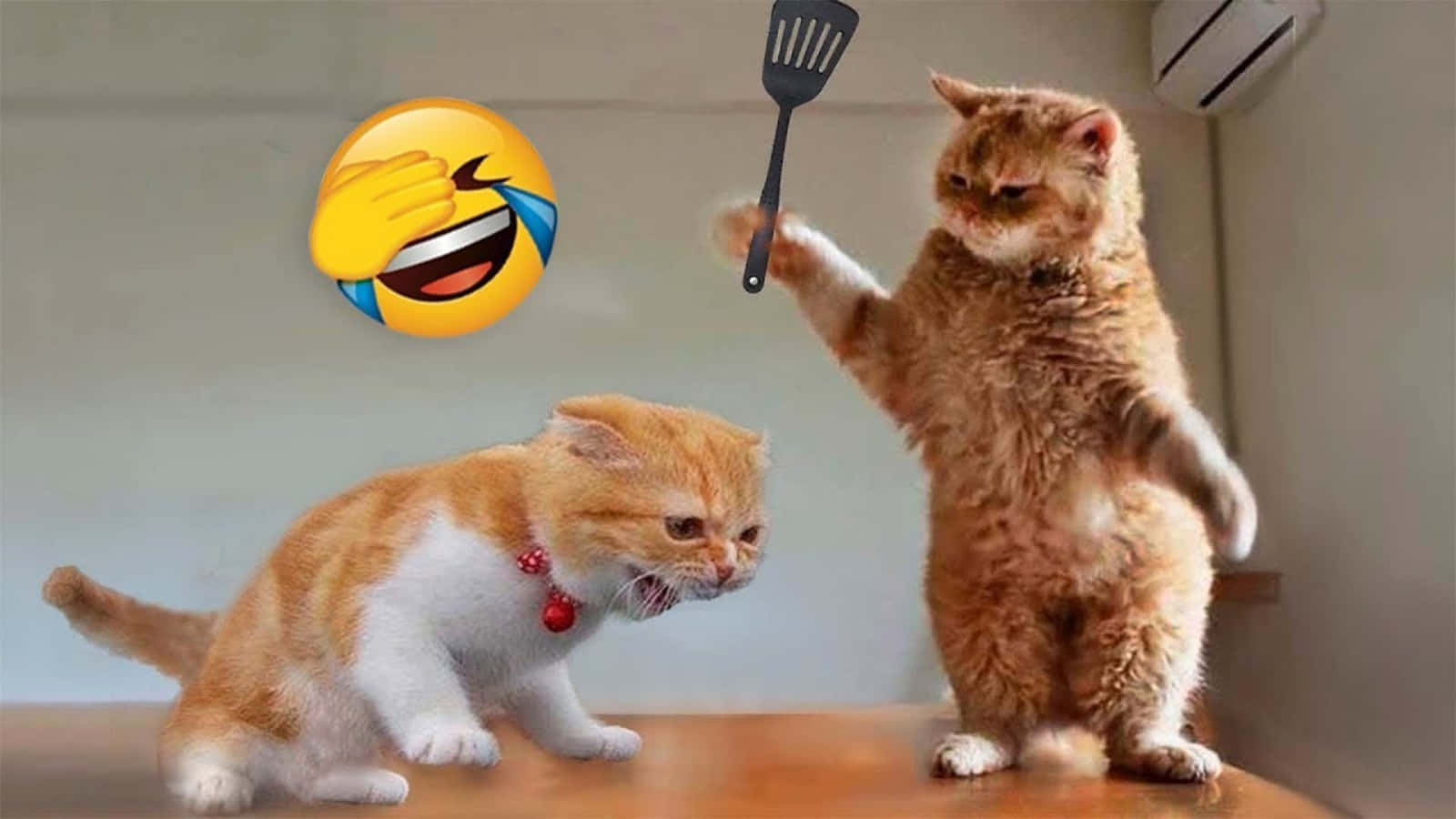 مضحکہ جانور بلی میم جھگڑا ایموجی تصاویر وال پیپر