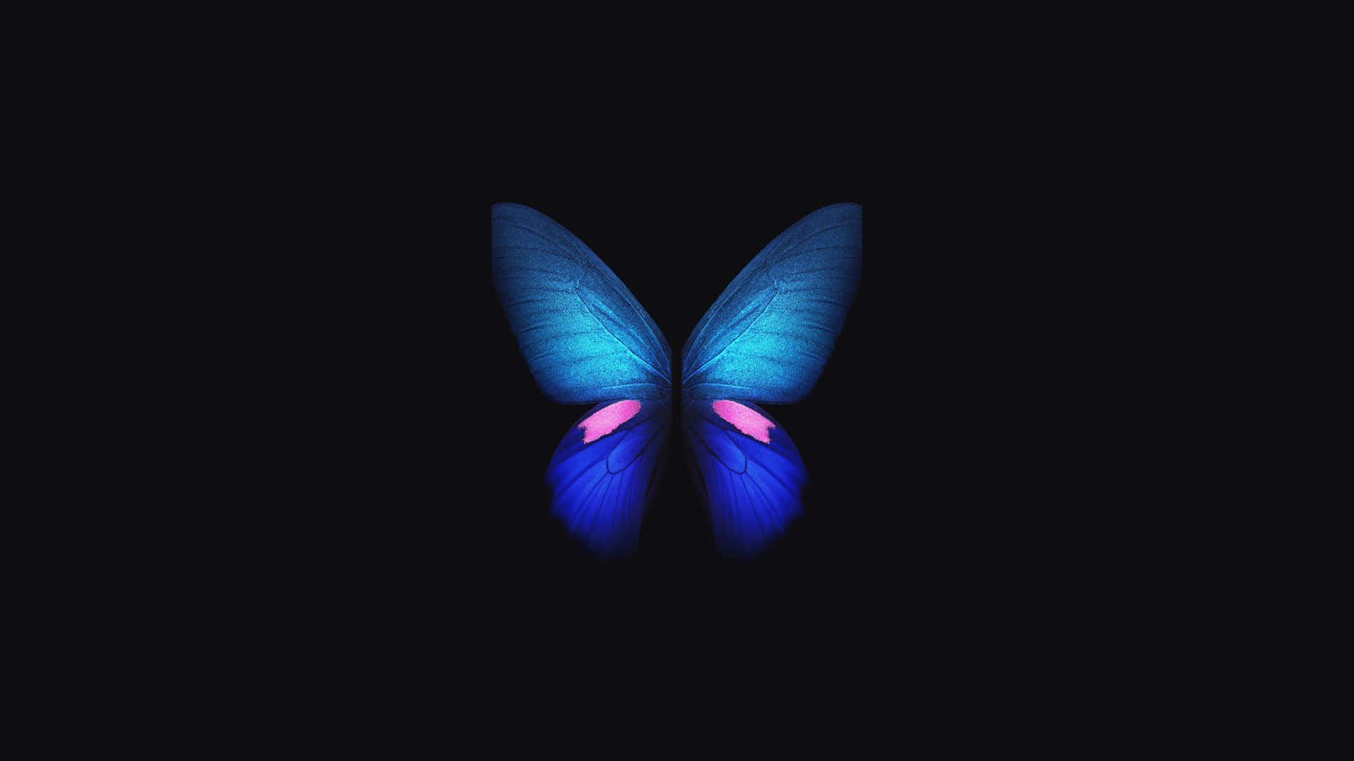 4K OLED پس منظر — تتلی وال پیپر