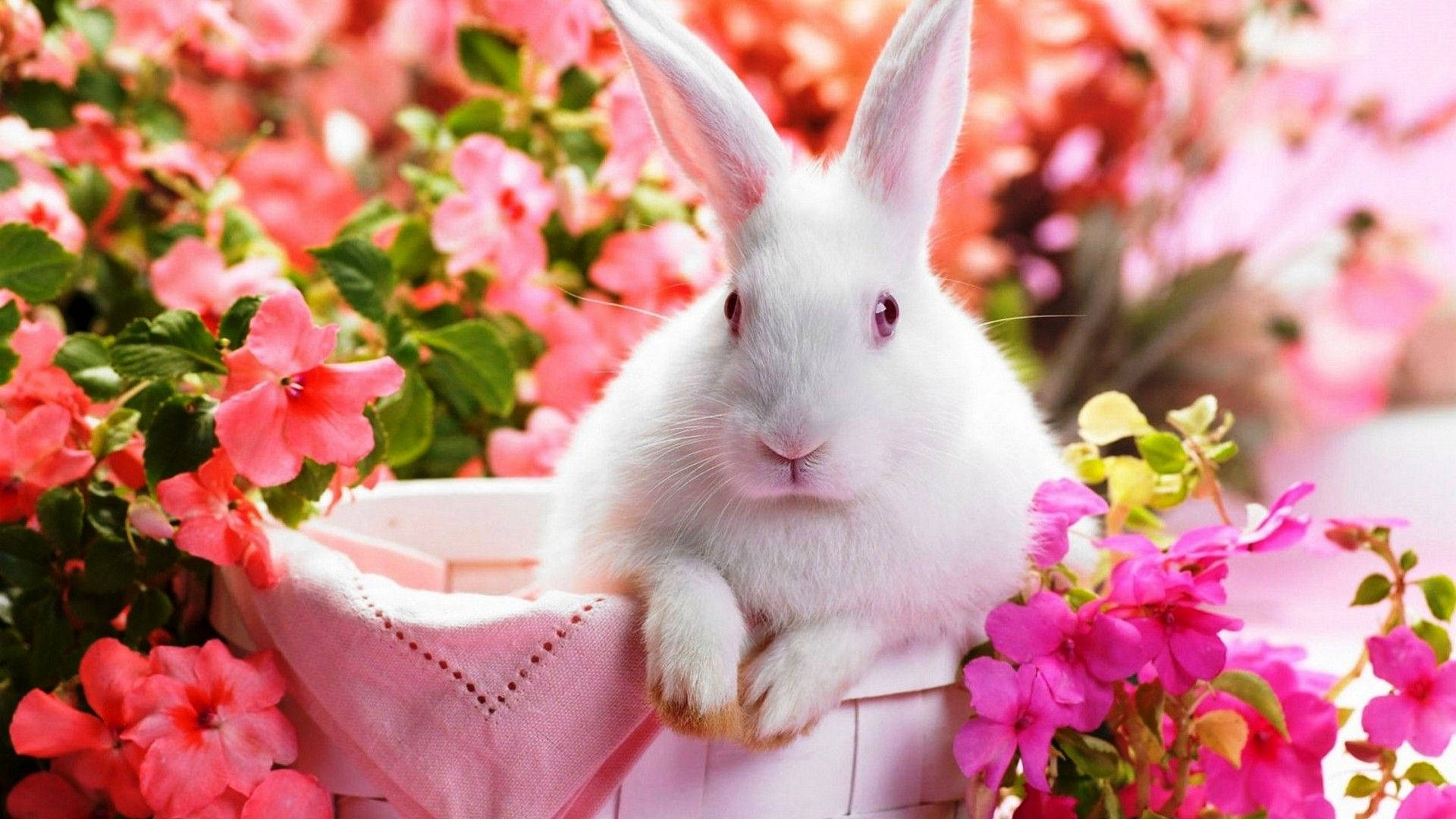 پیارا بہار کا سفید خرگوش وال پیپر