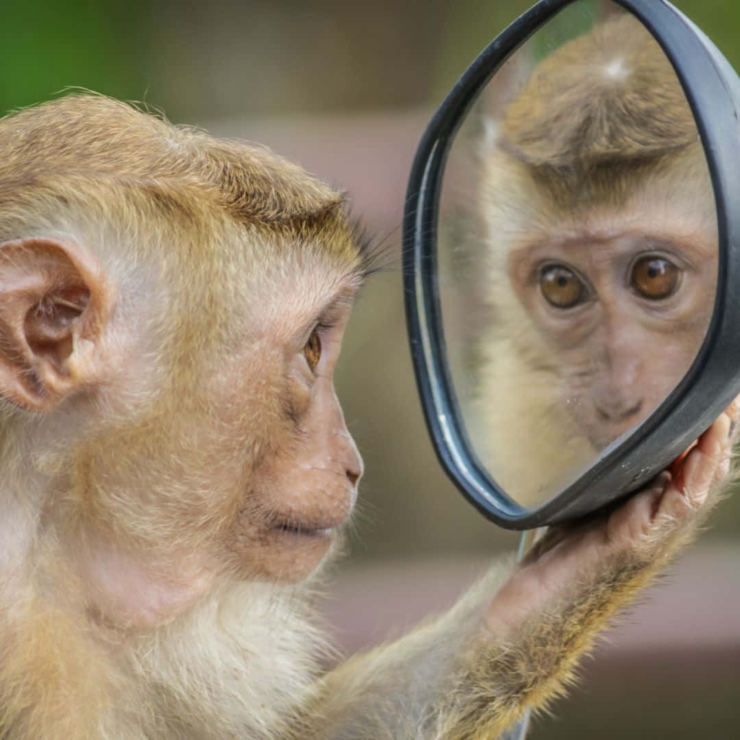 پیارا خوبصورت بندر وال پیپر