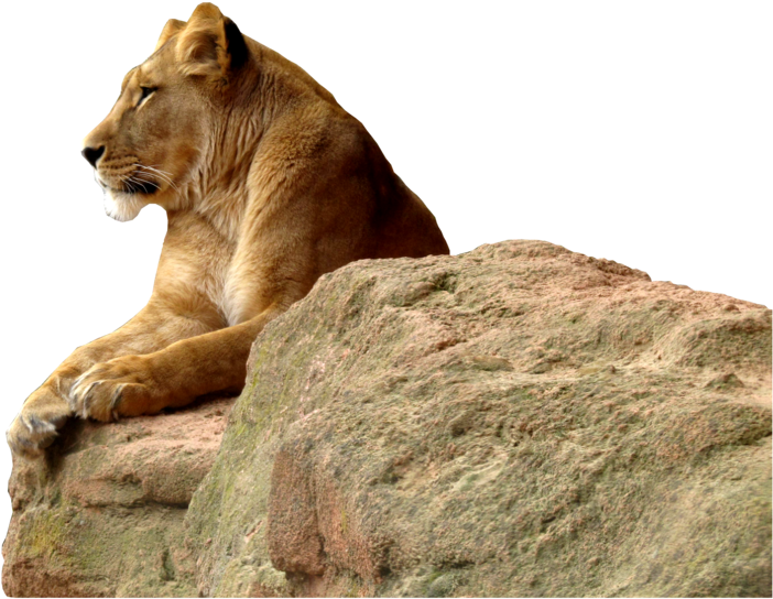 چٹان پر شاندار شیرنی وال پیپر