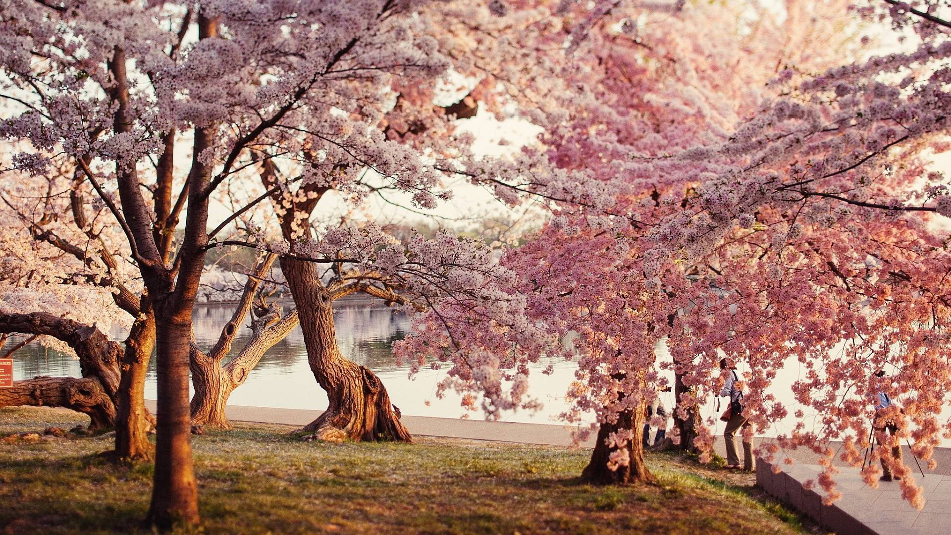 چیری بلاسم پارک وال پیپر