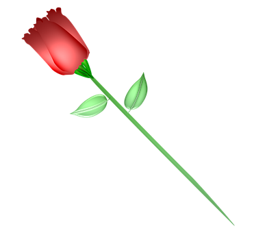 کالے پس منظر پر ایک سرخ گلاب وال پیپر