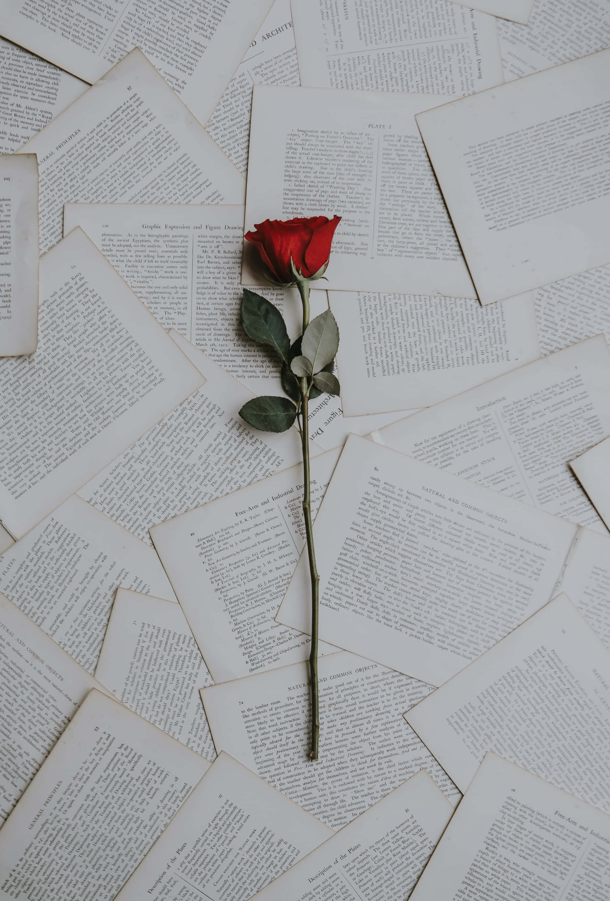 کتابوں کے ڈھیر پر ایک سرخ گلاب وال پیپر