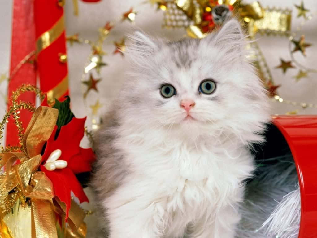 کرسمس بلی کا اچھے سلوک والی تصویر وال پیپر