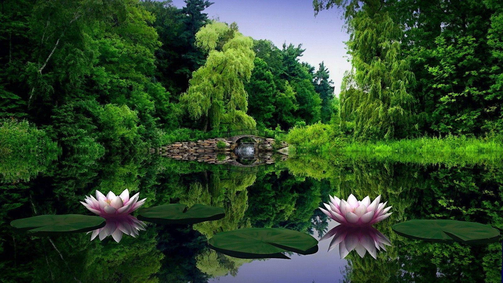 کنول کے پھول فل ایچ ڈی 1600x900 وال پیپر