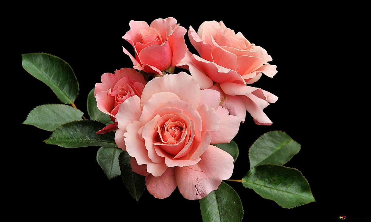 گلابی 1280x768 گلاب وال پیپر
