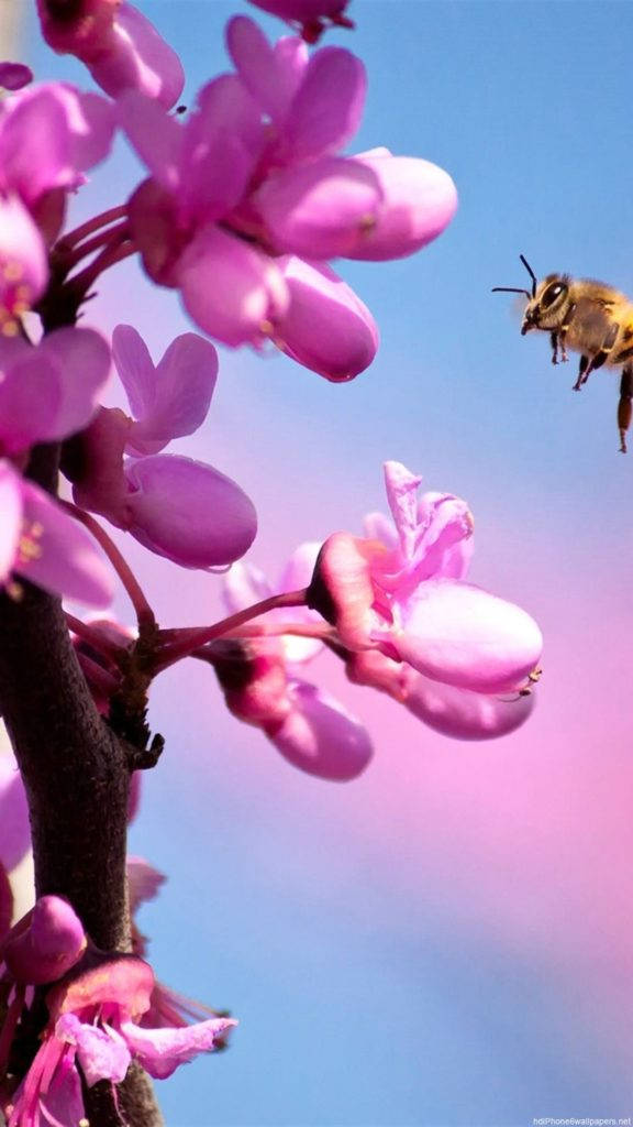 گلابی آرکڈ پھول آئی فون وال پیپر