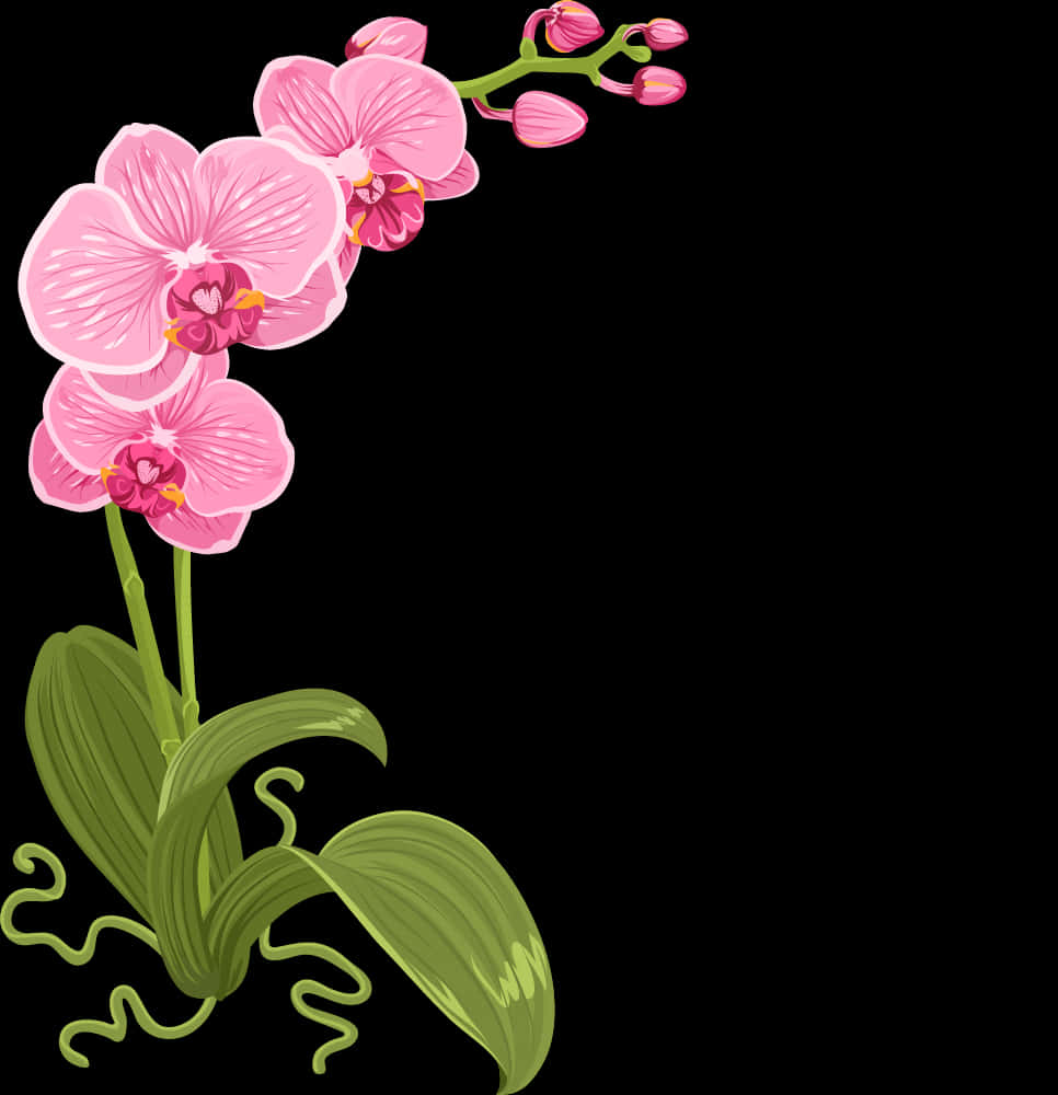 گلابی آرکڈ کی تصویر وال پیپر