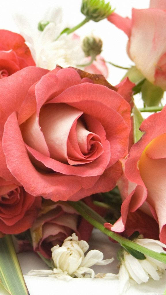 گلابی گلاب کا پھول آئی فون وال پیپر