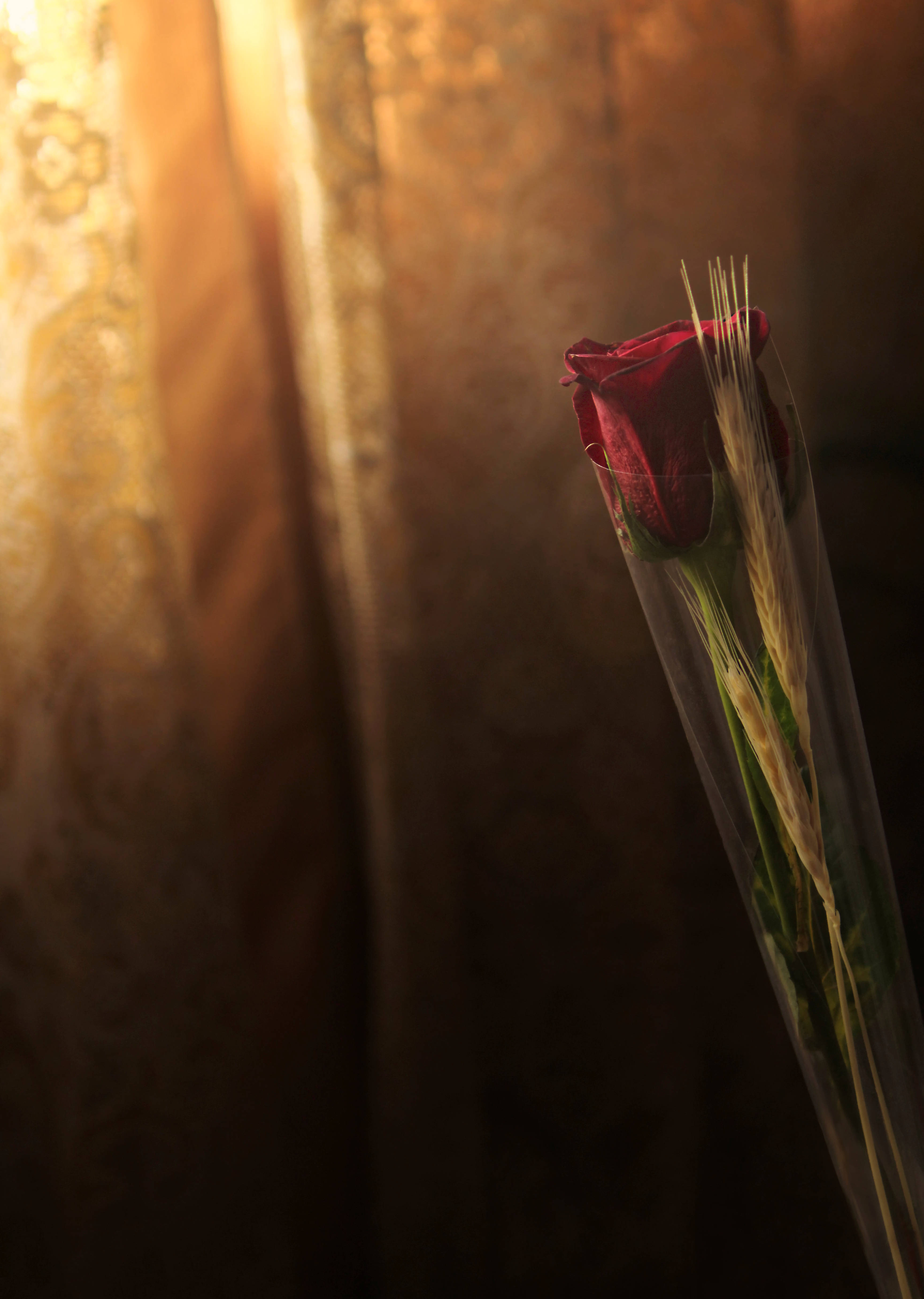 گندم اور سرخ گلاب کا پھول وال پیپر