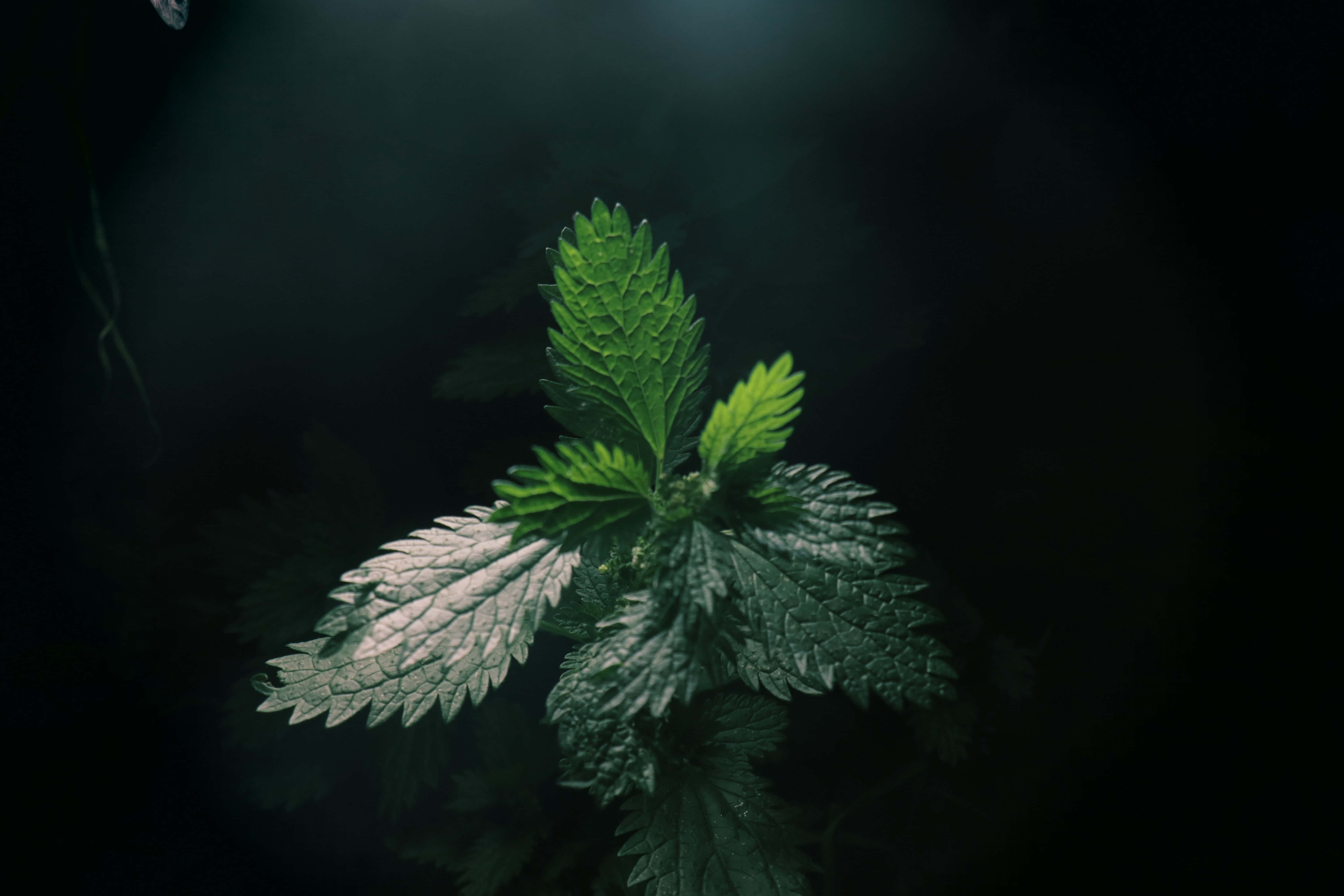 گہرے سبز جمالیاتی تصاویر وال پیپر