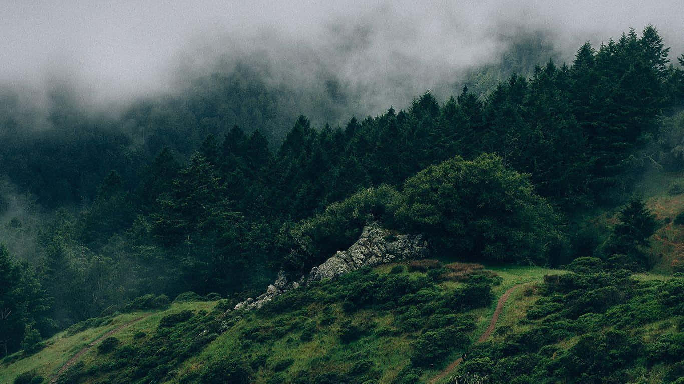 گہرے سبز جنگل کی خوشی وال پیپر