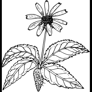 جنگلی پھول_ خاکہ_ عکاسی.png