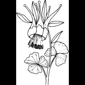 جنگلی پھول_ خاکہ_ آرٹ ورک