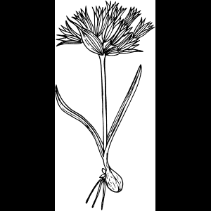 جنگلی پھول_ خاکہ_ آرٹ ورک