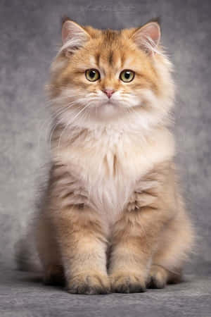 خوبصورت بلی کی تصاویر — پیاری بلی وال پیپر