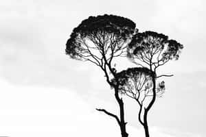 سیاہ و سفید جمالیاتی تصاویر — سفید جمالیاتی وال پیپر