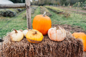 Fall Aesthetic تصاویر — خزاں کی خوبصورتی وال پیپر