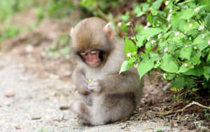 پیارا بندر وال پیپر