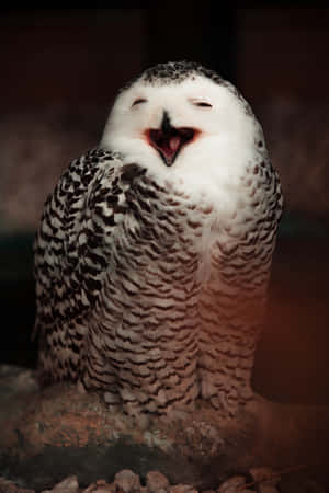 پیارے اُلّو کی تصاویر
